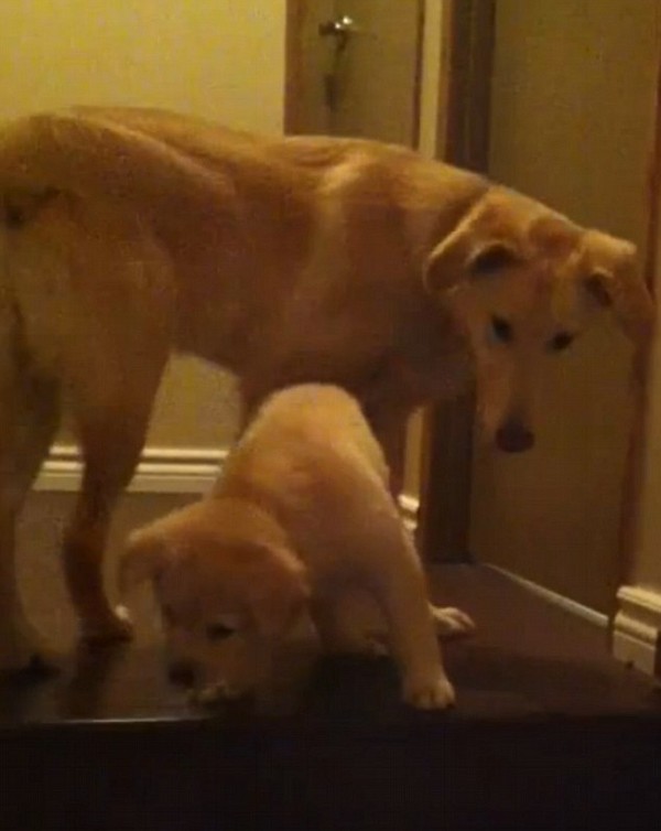 6 hónapos kutya tanít egy kiskutyát lépcsőzni! Videó