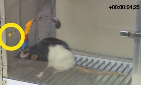 A rat with a brain-to-brain implant