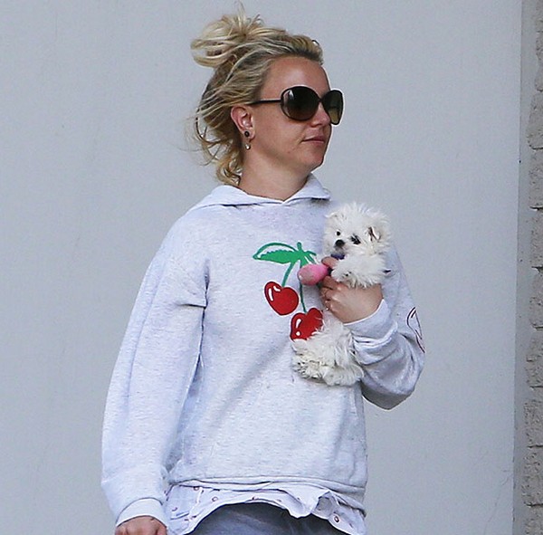 Britney kórházban - de csak a sérült új kiskutyája miatt