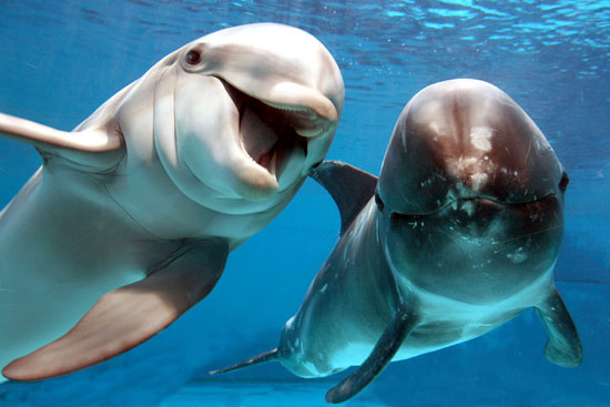 A delfinek füttyel beszélgetnek és hívják egymást