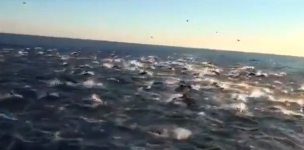 Több 100.000 delfin úszott együtt San Diego partjainál