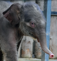 Válassz nevet az állatkert újszülött elefántjának!