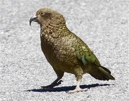 Papagáj zsebelt ki egy turistát