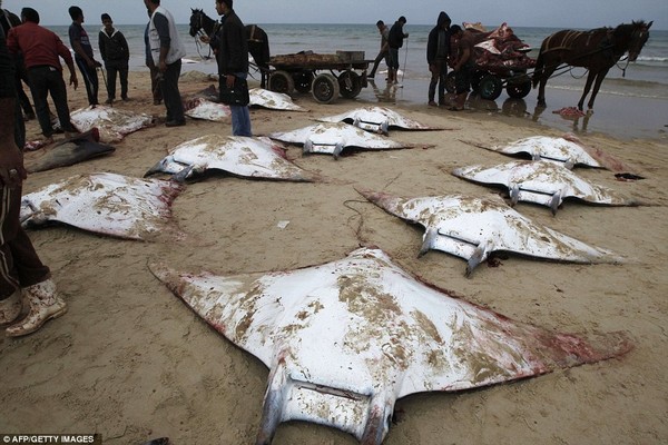 Több tucat halott rája a tengerparton