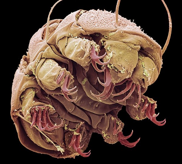 Tardigrade, SEM