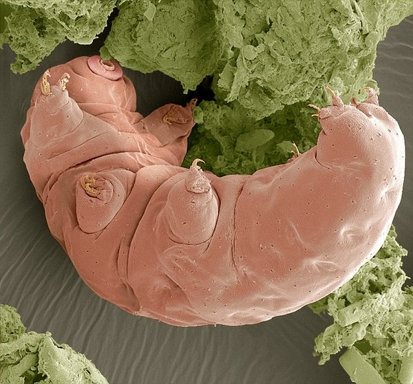 Water bear, SEM