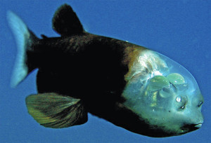 átlátszfish
