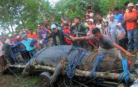 Fogságban pusztult el a világ legnagyobb krokodilja