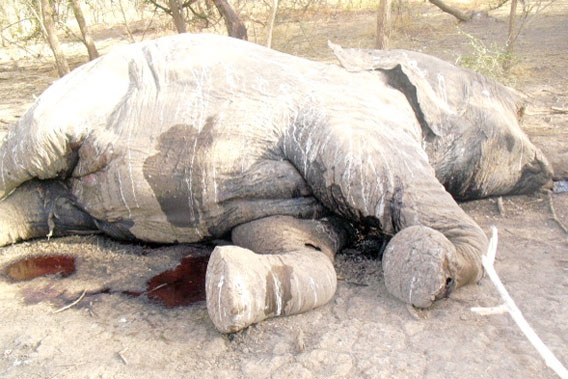Orrvadászok 89 elefántot mészároltak le Csádban