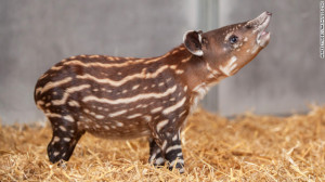 130307154345-tapir-story-top