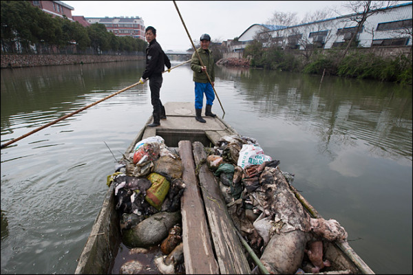 130316_china_dead_pigs_660