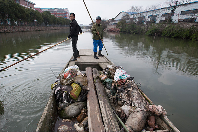 Több mint 12 ezer döglött disznót halásztak ki eddig Kínában