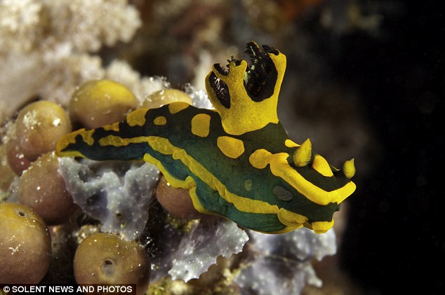 Színes idegen élőlények a tenger fenekén: víz alatti csigák, melyek a fényes testüket használják páncélnak.