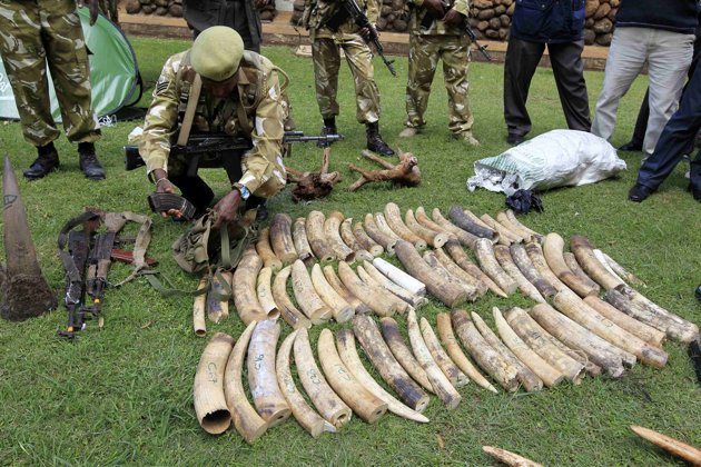 Szervezett bűnözés a csoportos elefánt kilövések mögött