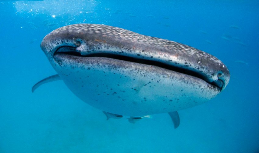 Bálnacápák a Fülöp-szigeteken: a legnagyobb hal a világon!