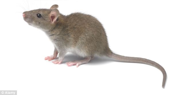 Tudósok emberi sejteket ültettek patkány agyba, az állatok bizonyíthatóan intelligensebbek lettek!