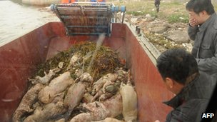 Már 6000 döglött disznót halásztak ki Kínában