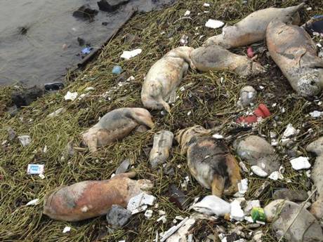 900 rejtélyes halott disznó úszik lefelé egy kínai folyón
