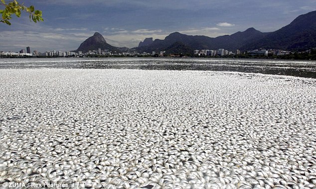 65 tonna hal pusztult el Rio de Janeiroban