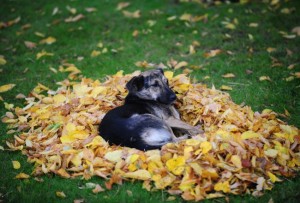 A stray dog rests on a pile of autumn le