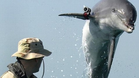 Ukrán harci delfinek? Minek?