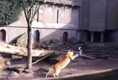 Állatkertben vadászta le az oroszlán a kócsagot
