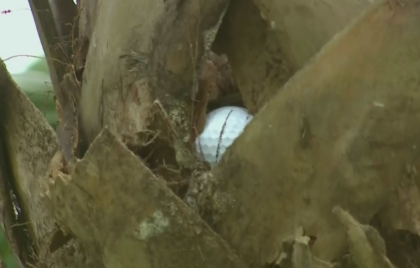 Tiger Woods labdája a pálmafán landolt