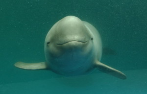 yangtze delfin