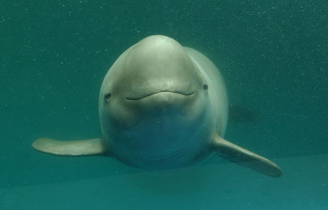A ritka kínai delfin a kihalás felé tart