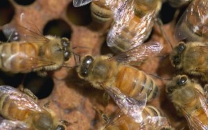 A méhfullánkból kinyert toxin segít a megelőzésben
