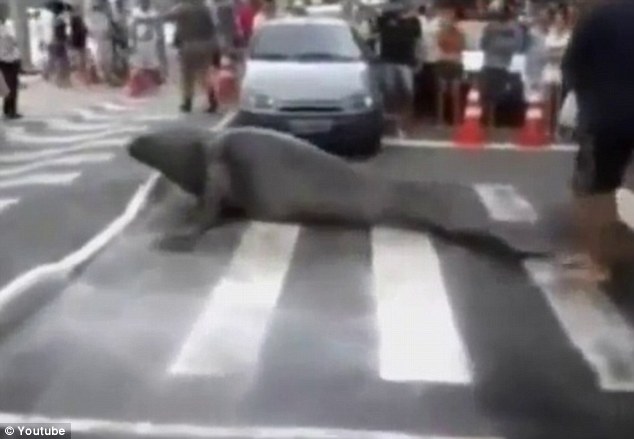 Miért megy át az elefántfóka az úton?