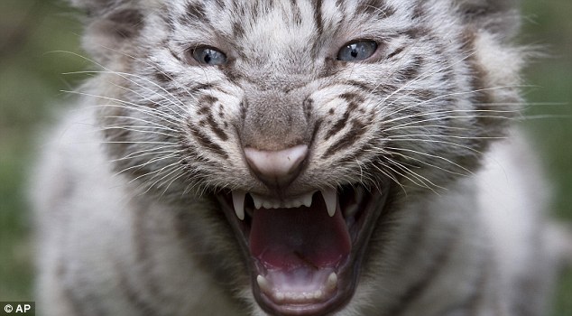 Ritka fehér tigrisek Argentínában
