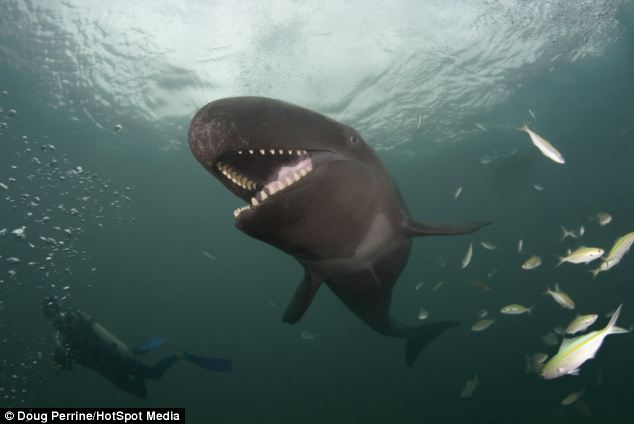 Képek a világ legfotogénebb kis kardszárnyú delfinéről