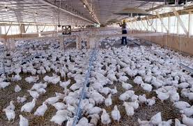 Több ezer szalmonellás csirke Romániában