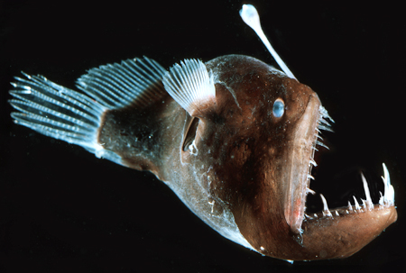 Deep sea Angler fish