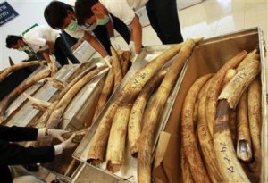 File photos of Thai custom officials displaying seized ivory tusks during a news conference at the customs office of Suvarnabhumi Airport in Bangkok