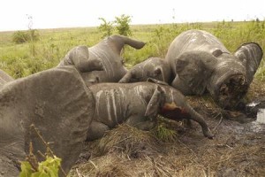 A Kongói Demokratikus Köztársaságban (Garamba Nemzeti Park) helikopterről lemészárolt 22 elefánt közül néhánynak a megcsonkított holtteste