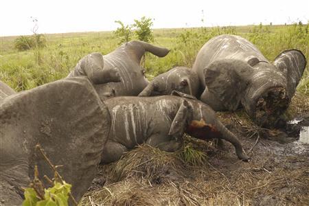 Harmincezer elefántot öltek meg tavaly