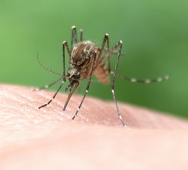 Hatékony malária gyógyszer a láthatáron