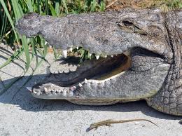 Az ostoba fotóst majdnem felfalta egy krokodil