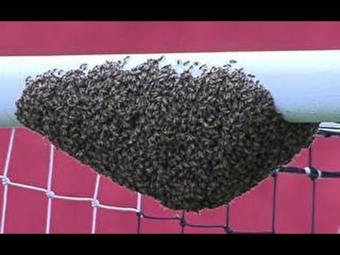 Óriási méhkas a kapufán