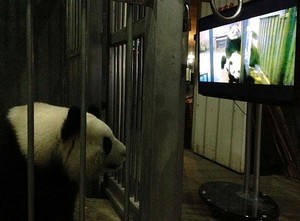 Az óriáspandákkal panda-pornót nézettek! 