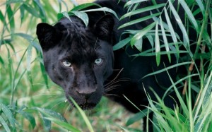 panther_2497097b