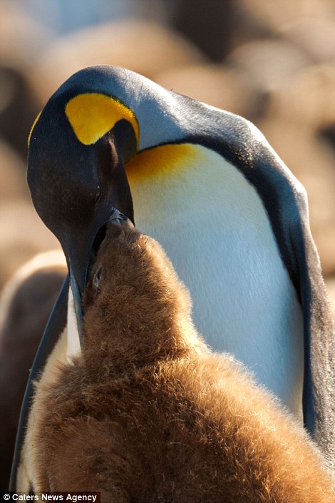 Pingvinbölcsi az Antarktiszon - hihetetlen fotók!