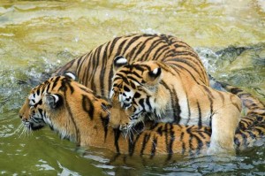 tiger-numbers-rise-india_tiger_population_283