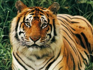 tiger-wallpaper