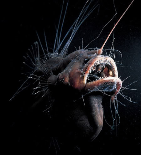 weird-angler-fish