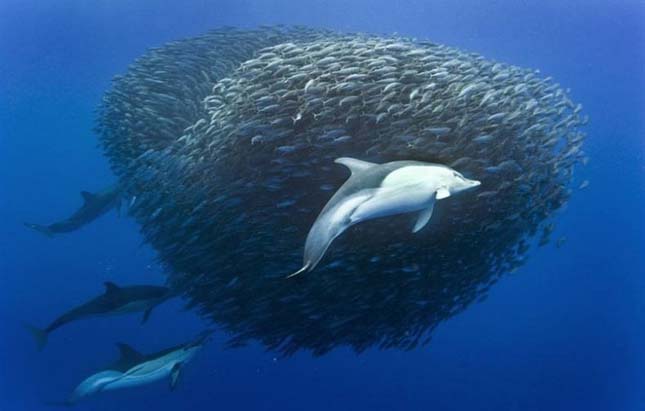 Fantasztikus fotók delfinek makrélavadászatáról