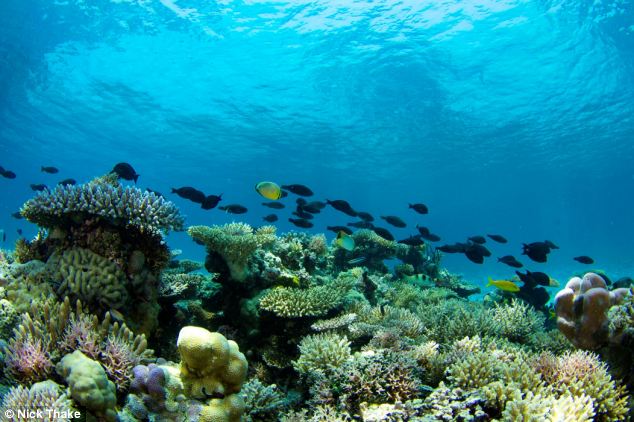 Öngyógyító korallzátonyt találtak!