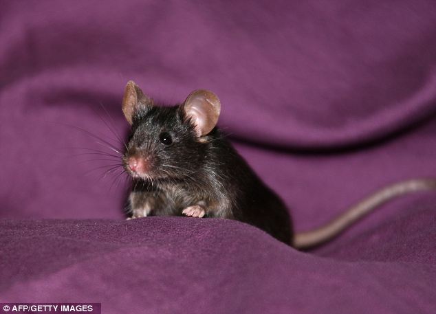 Az egerek tudnak köhögni. Ezzel a felfedezéssel egy új terület bevonásával tudják megközelíteni az emberek megfázását!